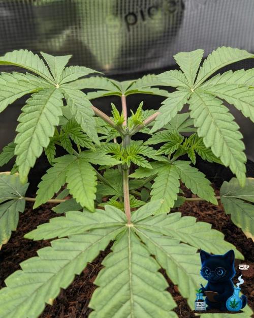 FEM 11 Photo Tester - Catlife420. Week 4 - 11-20
Day 27