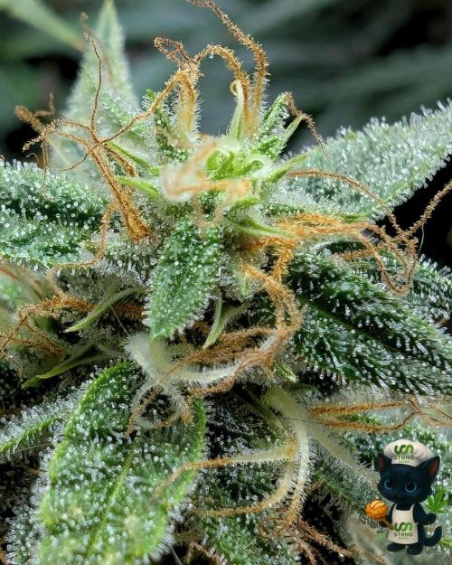 Apple Fritter STRNG style. Week 11