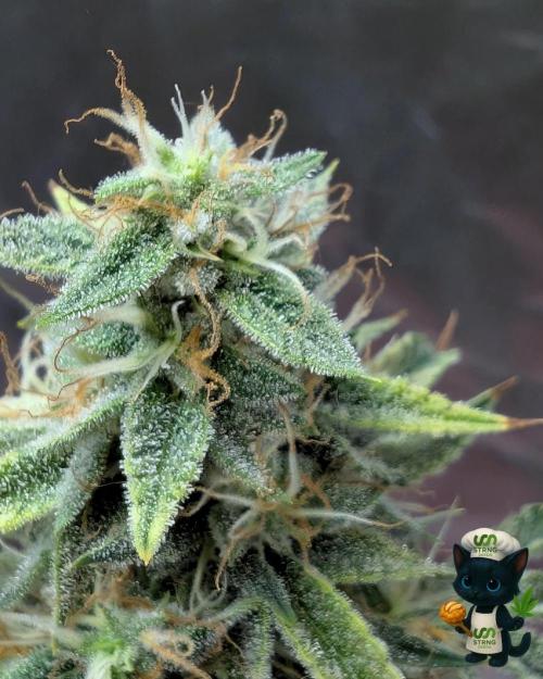 Apple Fritter STRNG style. Week 11