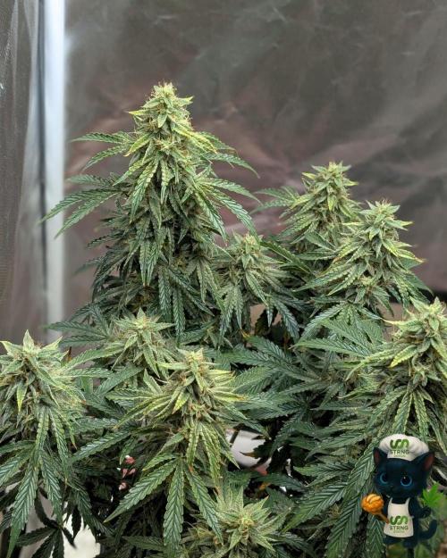 Apple Fritter STRNG style. Week 11