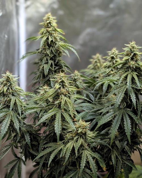 Apple Fritter STRNG style. Week 11