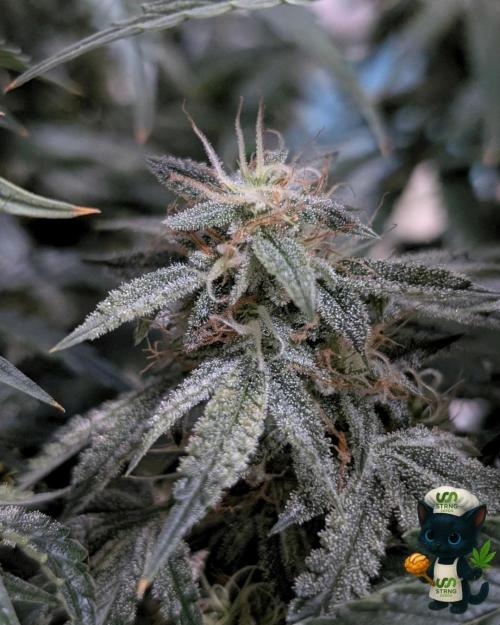 Apple Fritter STRNG style. Week 11