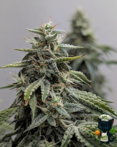 Apple Fritter STRNG style. Week 11