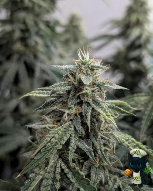 Apple Fritter STRNG style. Week 11