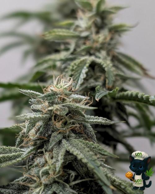 Apple Fritter STRNG style. Week 11