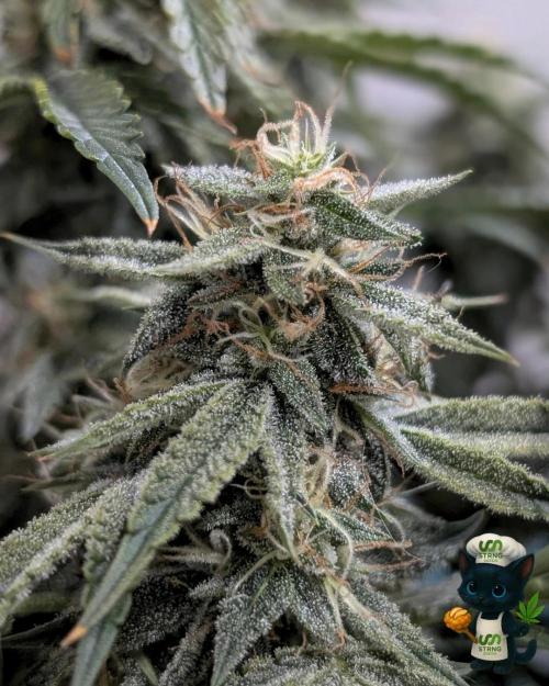 Apple Fritter STRNG style. Week 11