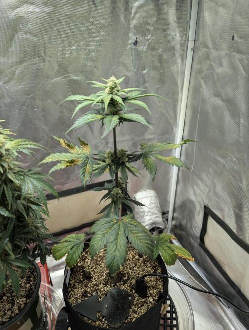 Gettin Frosty with Da Boys. Week 7