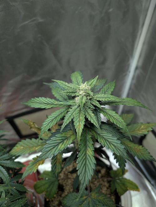 Gettin Frosty with Da Boys. Week 7