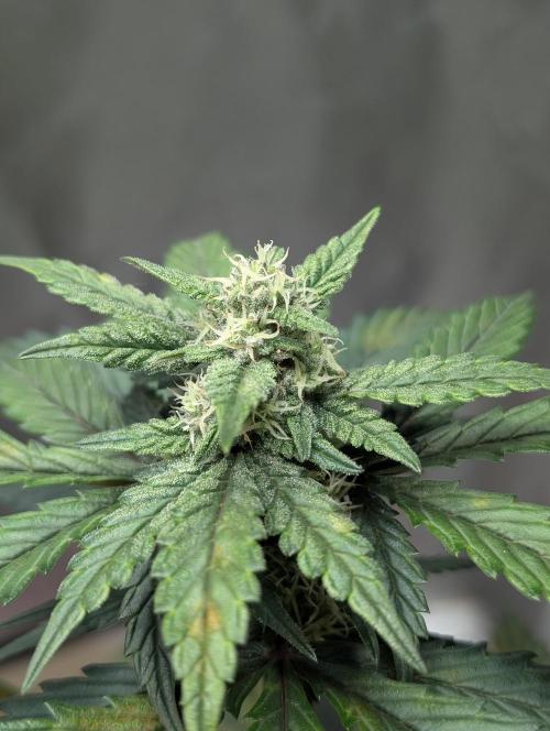 Gettin Frosty with Da Boys. Week 7