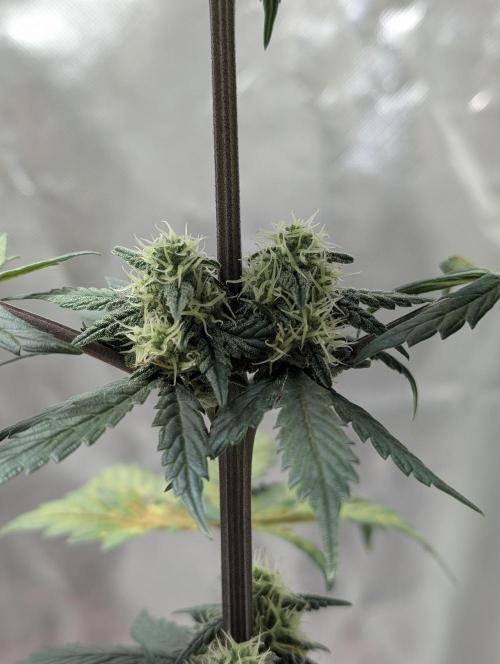 Gettin Frosty with Da Boys. Week 7