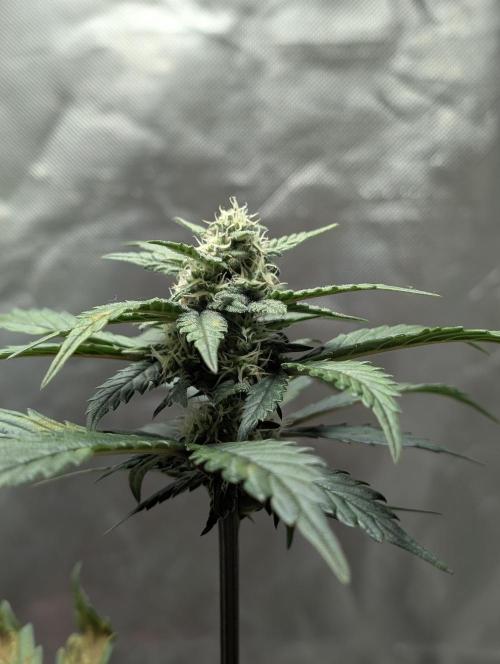 Gettin Frosty with Da Boys. Week 7