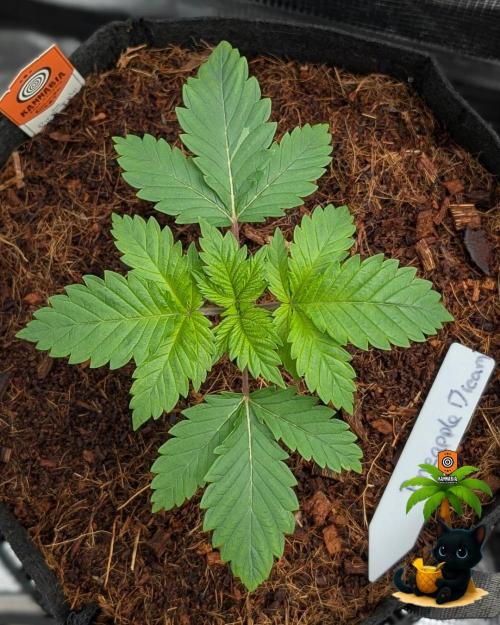 The Dreamy, Pineapple Dream - Catlife420. Week 3 - 11-10
Day 17