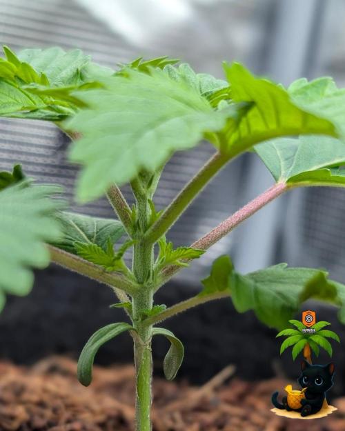 The Dreamy, Pineapple Dream - Catlife420. Week 3 - 11-10
Day 17