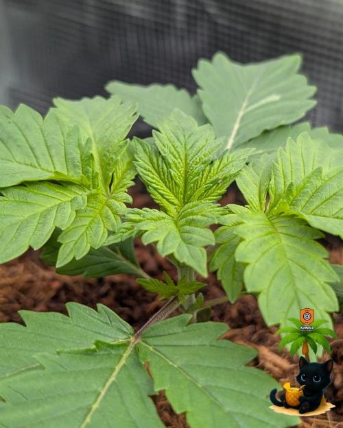 The Dreamy, Pineapple Dream - Catlife420. Week 3 - 11-10
Day 17