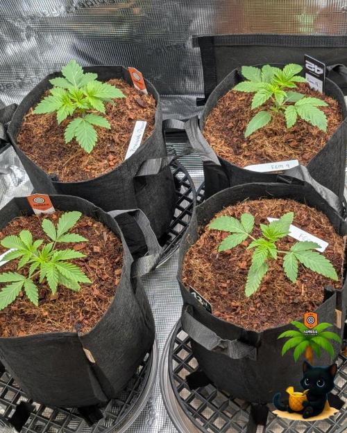 The Dreamy, Pineapple Dream - Catlife420. Week 3 - 11-10
Day 17