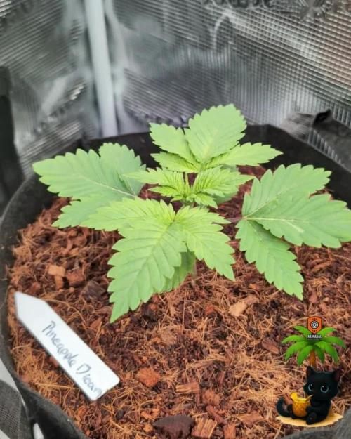 The Dreamy, Pineapple Dream - Catlife420