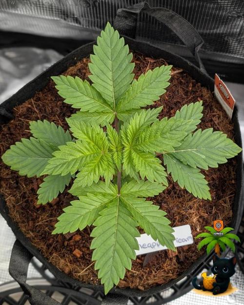 The Dreamy, Pineapple Dream - Catlife420. Week 3 - 11-13
Day 20