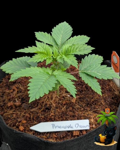 The Dreamy, Pineapple Dream - Catlife420. Week 3 - 11-13
Day 20