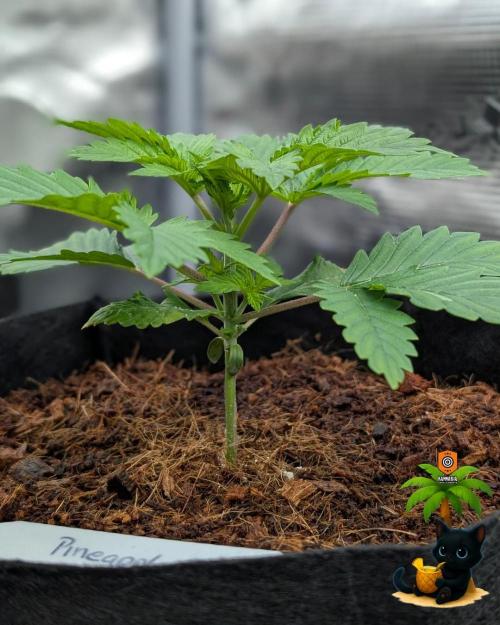 The Dreamy, Pineapple Dream - Catlife420. Week 3 - 11-13
Day 20