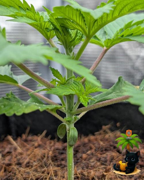 The Dreamy, Pineapple Dream - Catlife420. Week 3 - 11-13
Day 20