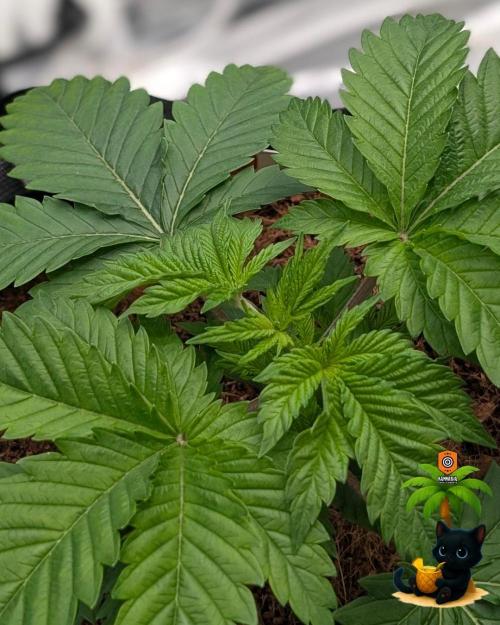 The Dreamy, Pineapple Dream - Catlife420. Week 4 - 11-16
Day 23