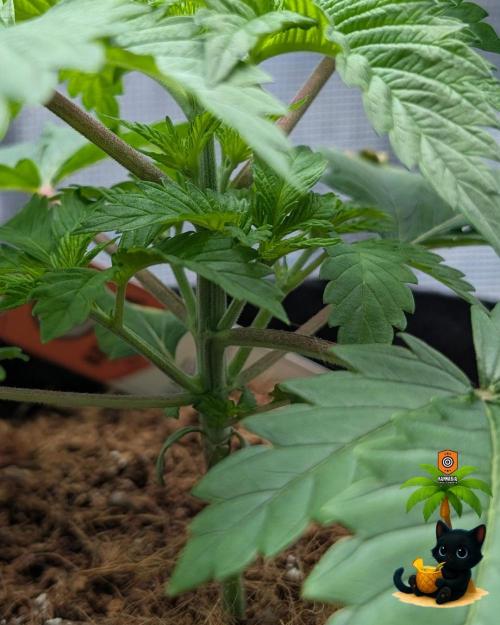 The Dreamy, Pineapple Dream - Catlife420. Week 4 - 11-16
Day 23