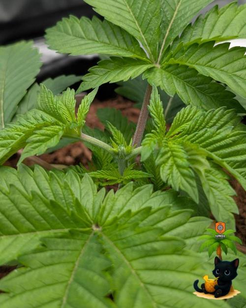 The Dreamy, Pineapple Dream - Catlife420. Week 4 - 11-16
Day 23