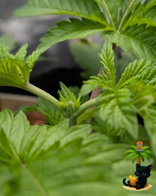 The Dreamy, Pineapple Dream - Catlife420. Week 4 - 11-16
Day 23