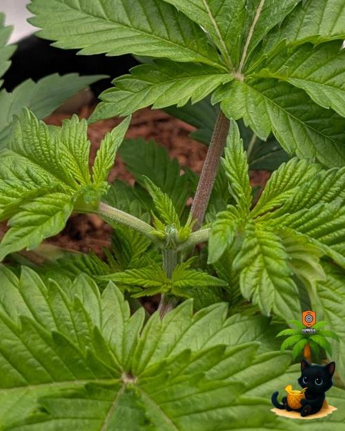 The Dreamy, Pineapple Dream - Catlife420. Week 4 - 11-16
Day 23