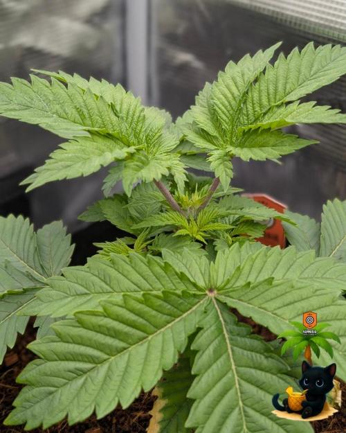 The Dreamy, Pineapple Dream - Catlife420. Week 4 - 11-18
Day 25