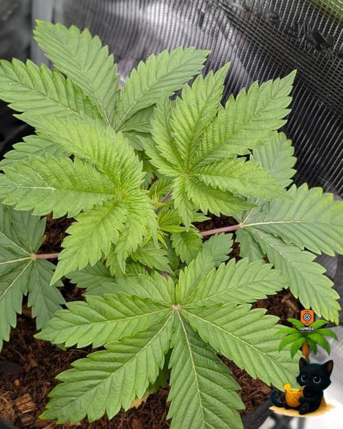 The Dreamy, Pineapple Dream - Catlife420. Week 4 - 11-18
Day 25