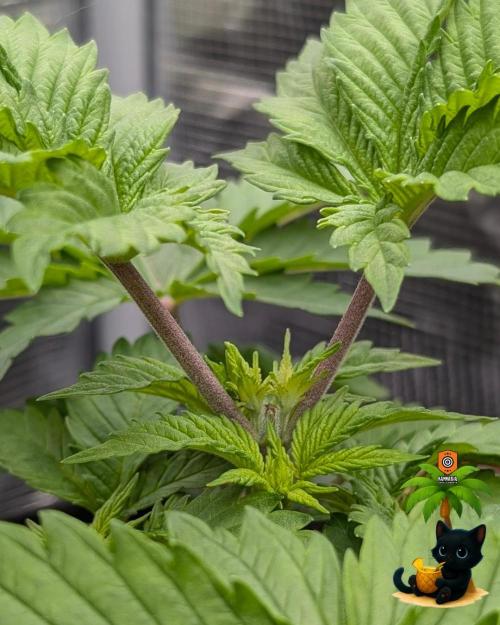 The Dreamy, Pineapple Dream - Catlife420. Week 4 - 11-18
Day 25