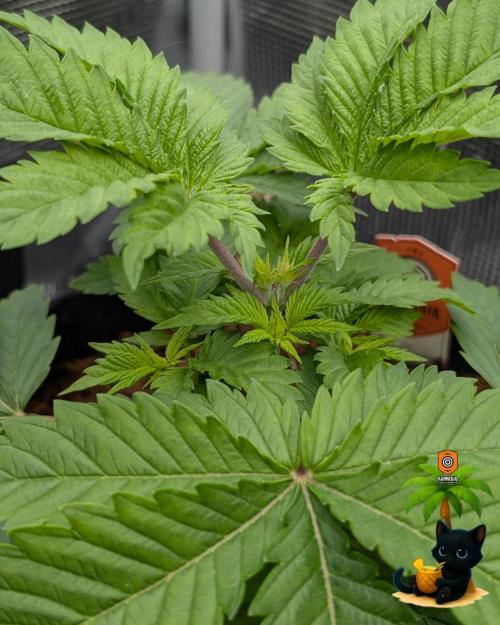 The Dreamy, Pineapple Dream - Catlife420. Week 4 - 11-18
Day 25