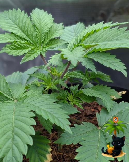 The Dreamy, Pineapple Dream - Catlife420. Week 4 - 11-18
Day 25