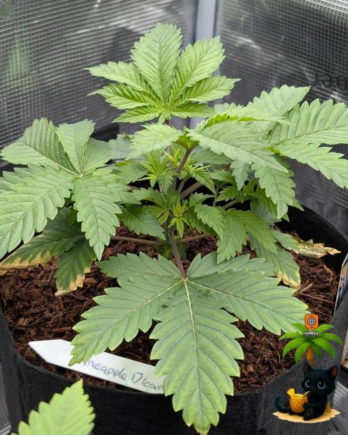 The Dreamy, Pineapple Dream - Catlife420. Week 4 - 11-18
Day 25