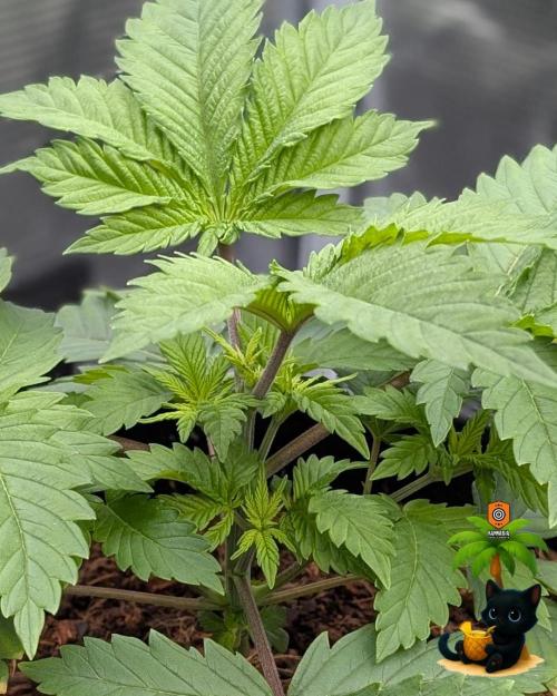 The Dreamy, Pineapple Dream - Catlife420. Week 4 - 11-18
Day 25