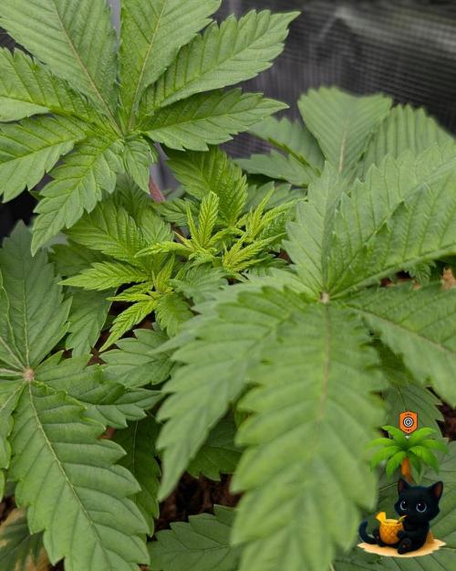 The Dreamy, Pineapple Dream - Catlife420. Week 4 - 11-20
Day 27