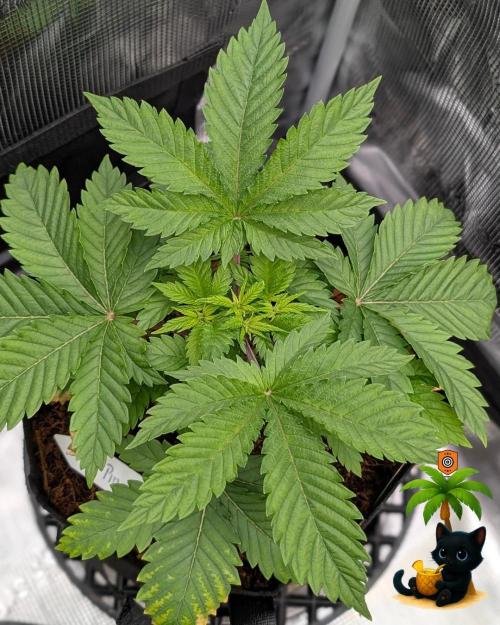 The Dreamy, Pineapple Dream - Catlife420. Week 4 - 11-20
Day 27