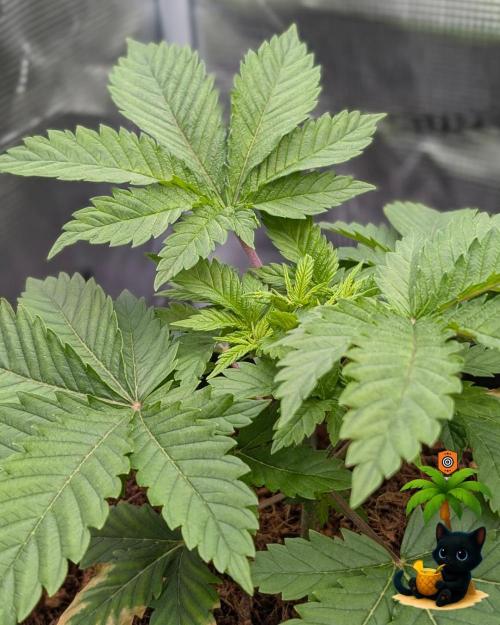 The Dreamy, Pineapple Dream - Catlife420. Week 4 - 11-20
Day 27