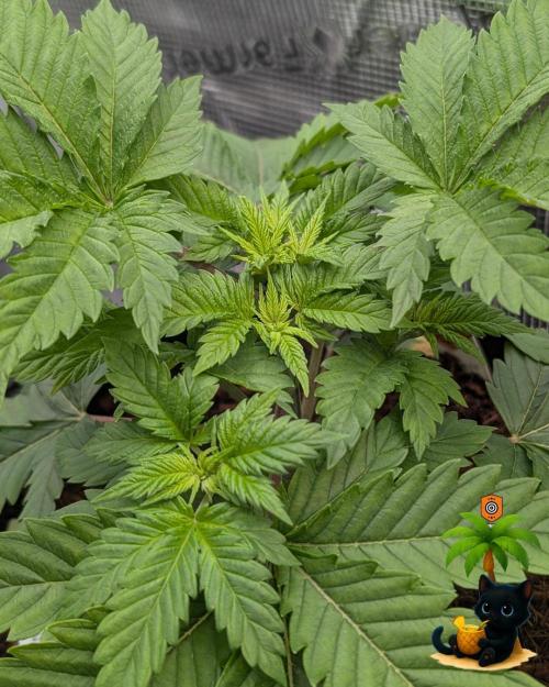 The Dreamy, Pineapple Dream - Catlife420. Week 4 - 11-20
Day 27