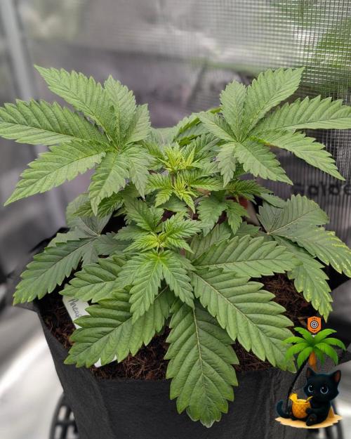 The Dreamy, Pineapple Dream - Catlife420. Week 4 - 11-20
Day 27