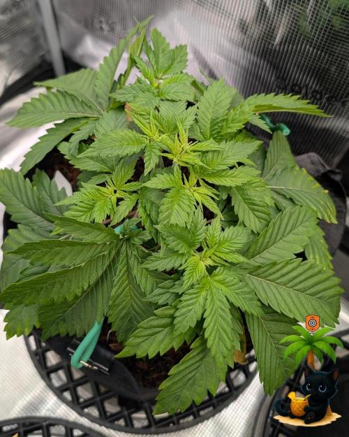 The Dreamy, Pineapple Dream - Catlife420. Week 4 - 11-20
Day 27