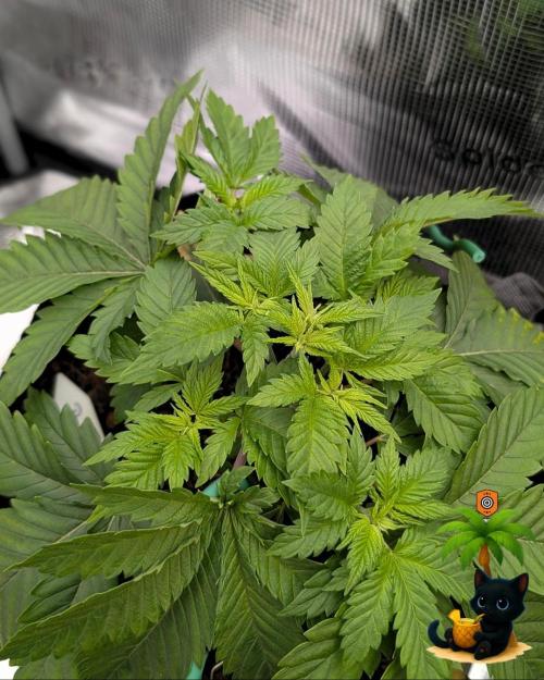 The Dreamy, Pineapple Dream - Catlife420. Week 4 - 11-20
Day 27