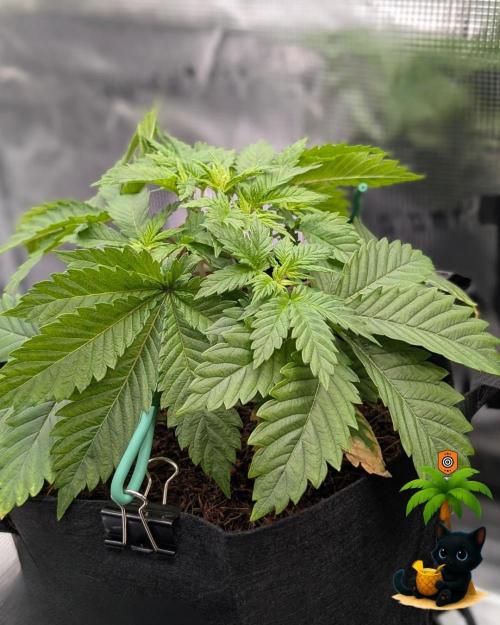 The Dreamy, Pineapple Dream - Catlife420. Week 4 - 11-20
Day 27