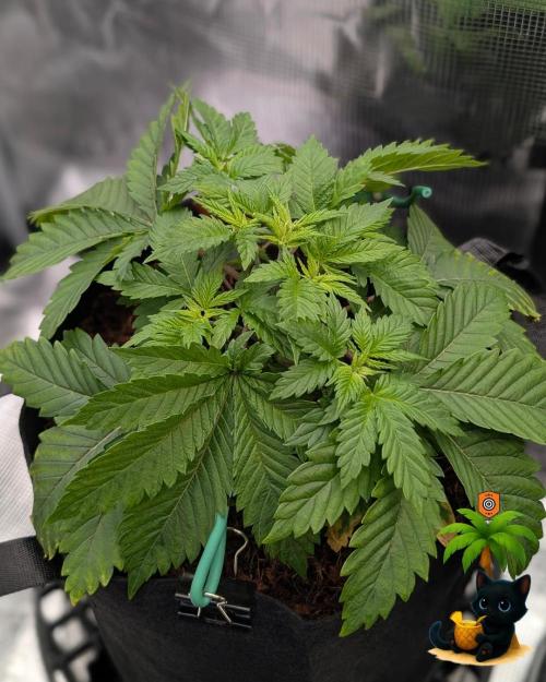 The Dreamy, Pineapple Dream - Catlife420. Week 4 - 11-20
Day 27