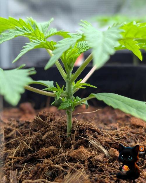 Sunset Sherbet GF (MY TURN) - Catlife420. Week 3 - 11-10
Day 17