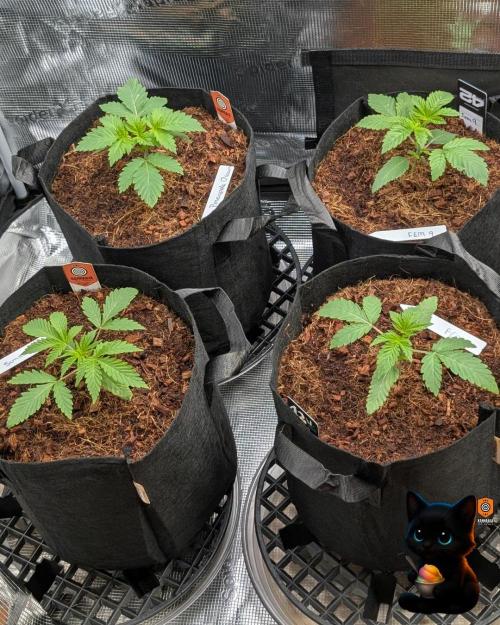 Sunset Sherbet GF (MY TURN) - Catlife420. Week 3 - 11-10
Day 17