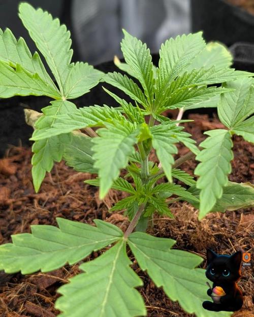 Sunset Sherbet GF (MY TURN) - Catlife420. Week 3 - 11-13
Day 20