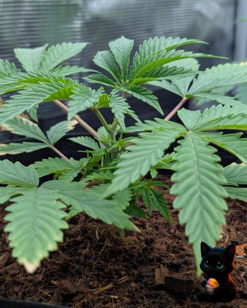 Sunset Sherbet GF (MY TURN) - Catlife420. Week 4 - 11-18
Day 25