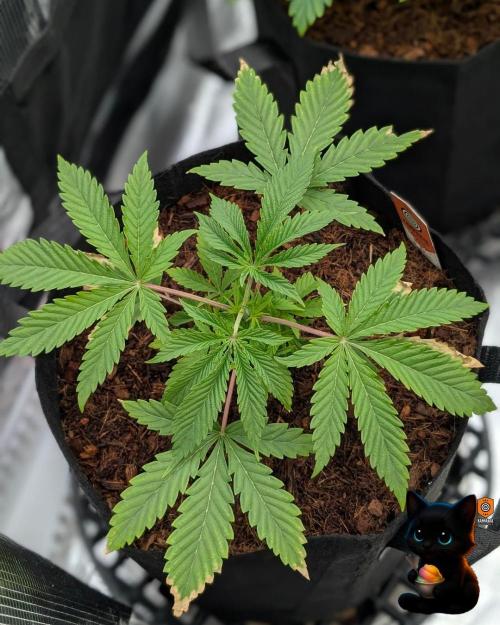 Sunset Sherbet GF (MY TURN) - Catlife420. Week 4 - 11-18
Day 25